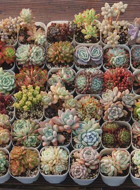 Snow succulent plant beheaded seedling rootless succulent