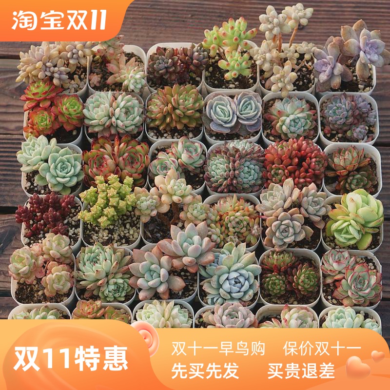 Snow succulent plant beheaded seedling rootless succulent