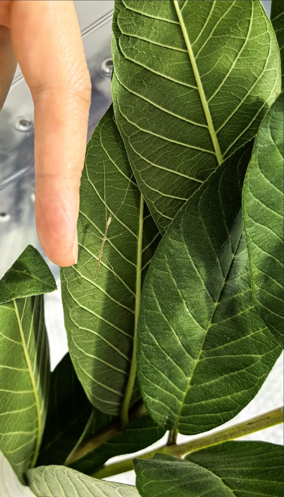 竹节虫宠物活体昆虫活体叶子虫竹爬虫/鸣虫食物