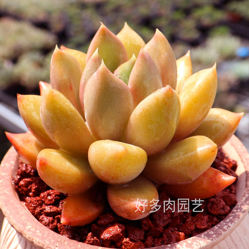 多肉象牙多肉植物红象牙玉珠一物一拍多肉组合盆栽花卉绿植阳台