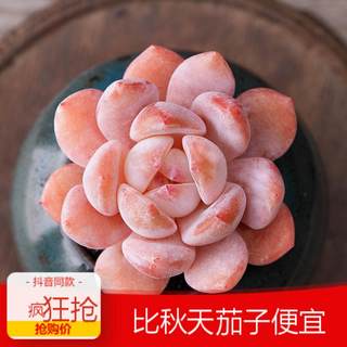 多肉 桃花 多肉植物 进口新品 珍稀多肉 新品种 好多肉888