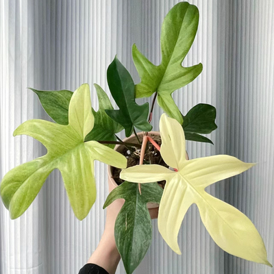 幽灵飞机蔓绿绒客厅阳台桌面网红植物爬藤水培耐阴四季常绿小盆栽