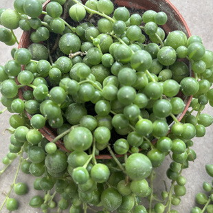 佛珠吊兰盆栽垂吊室内耐阴耐旱多年生好养吊兰阳台净化空气绿植物