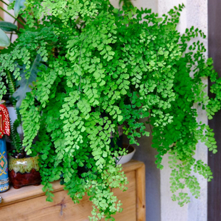 重瓣飞雪铁线迷雾森林蕨银币铁线蕨盆栽办公室内除甲醛蕨类绿植物