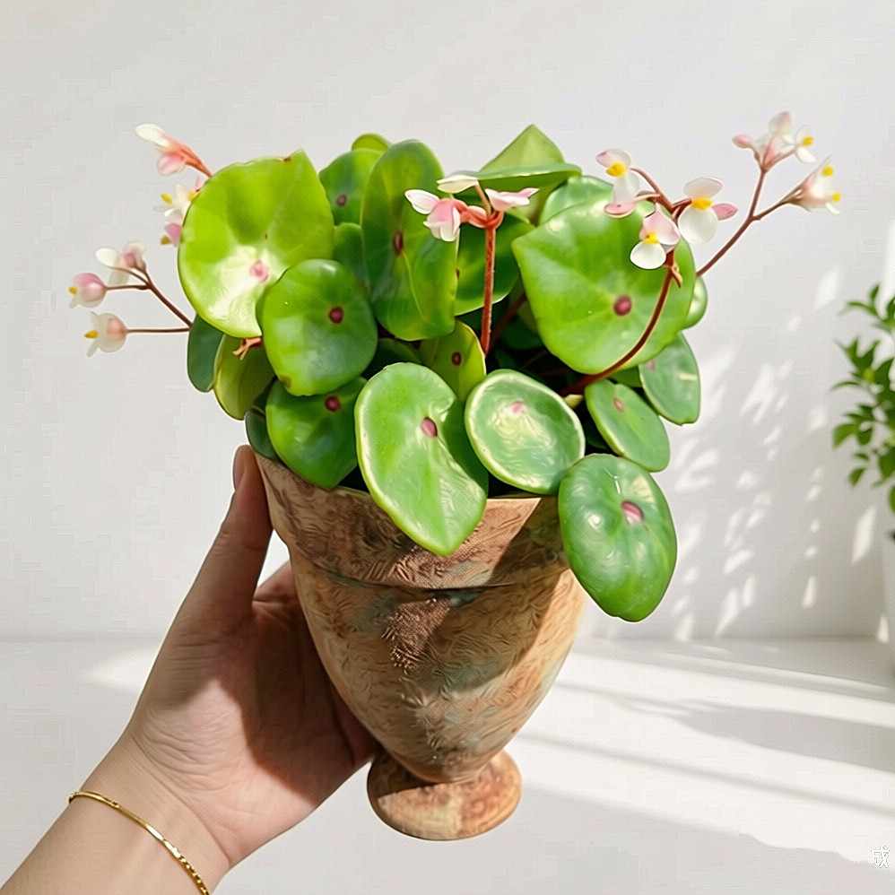 红心盾叶秋海棠北欧ins风高级红心红宝石室内好养绿植物四季盆栽