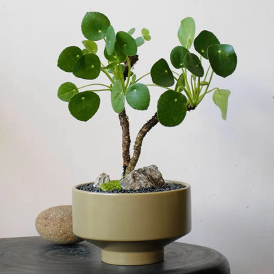 镜面草室内外耐阴耐热耐晒多年生四季常青观叶绿植物盆栽净化空气