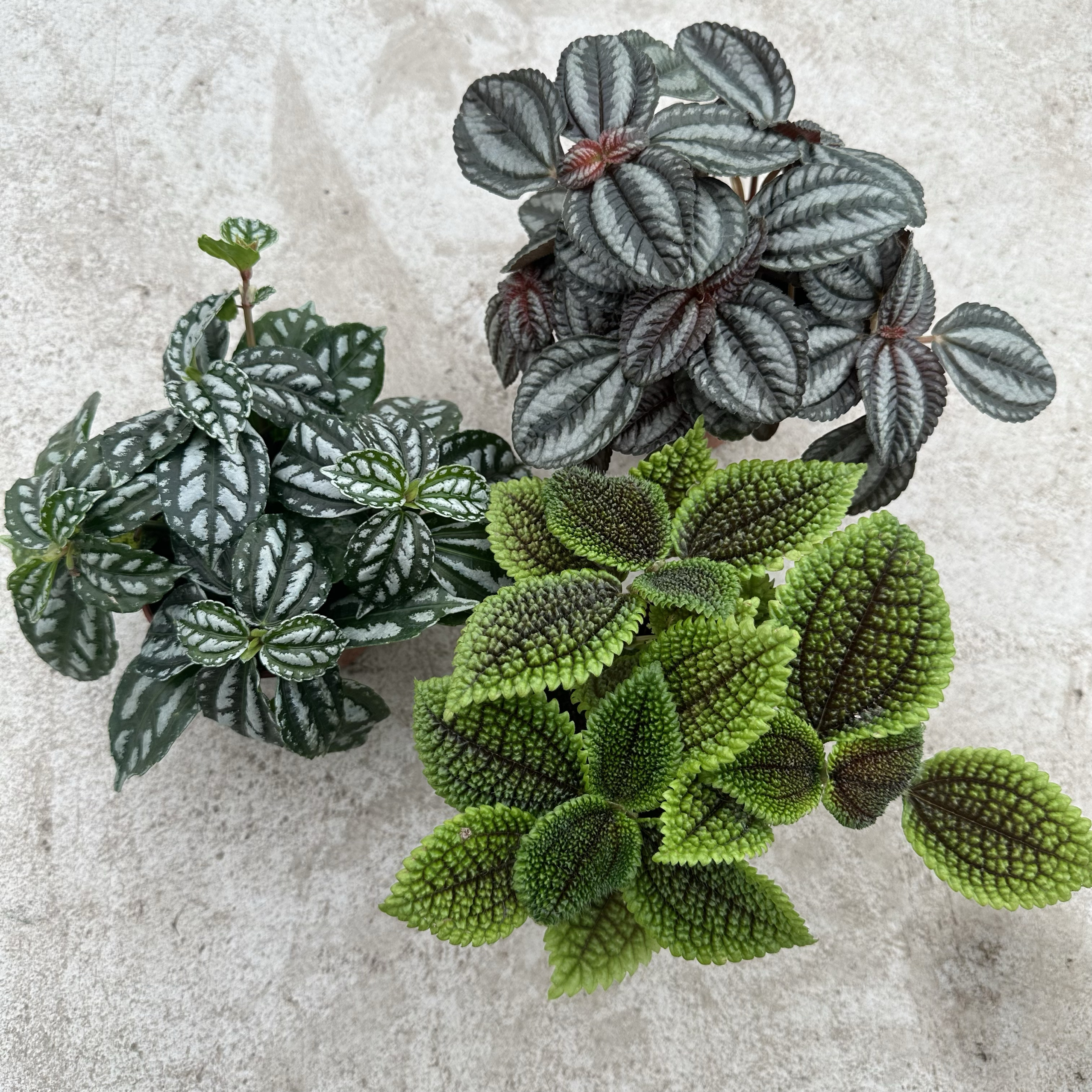 西瓜皮皱叶冷水花多年生桌面