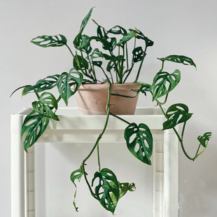 米歇尔仙洞龟背竹爬藤垂藤水培室内阳台喜阴好养净化空气绿植盆栽