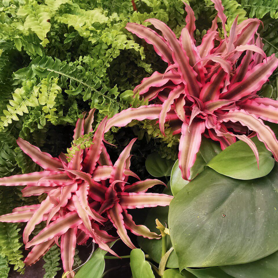 姬凤梨耐晒耐旱耐水多阳台室内外多年生花卉绿植桌面盆栽观叶植物