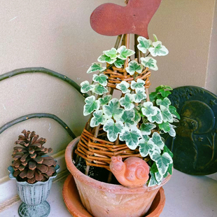 雪萤雪莹月光灯常春藤圆叶观叶室内阳台窗台多年生植物净化空气