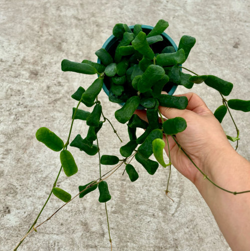 小方叶球兰吊兰盆栽室内垂吊攀爬藤植物花卉绿植四季常青净化空气