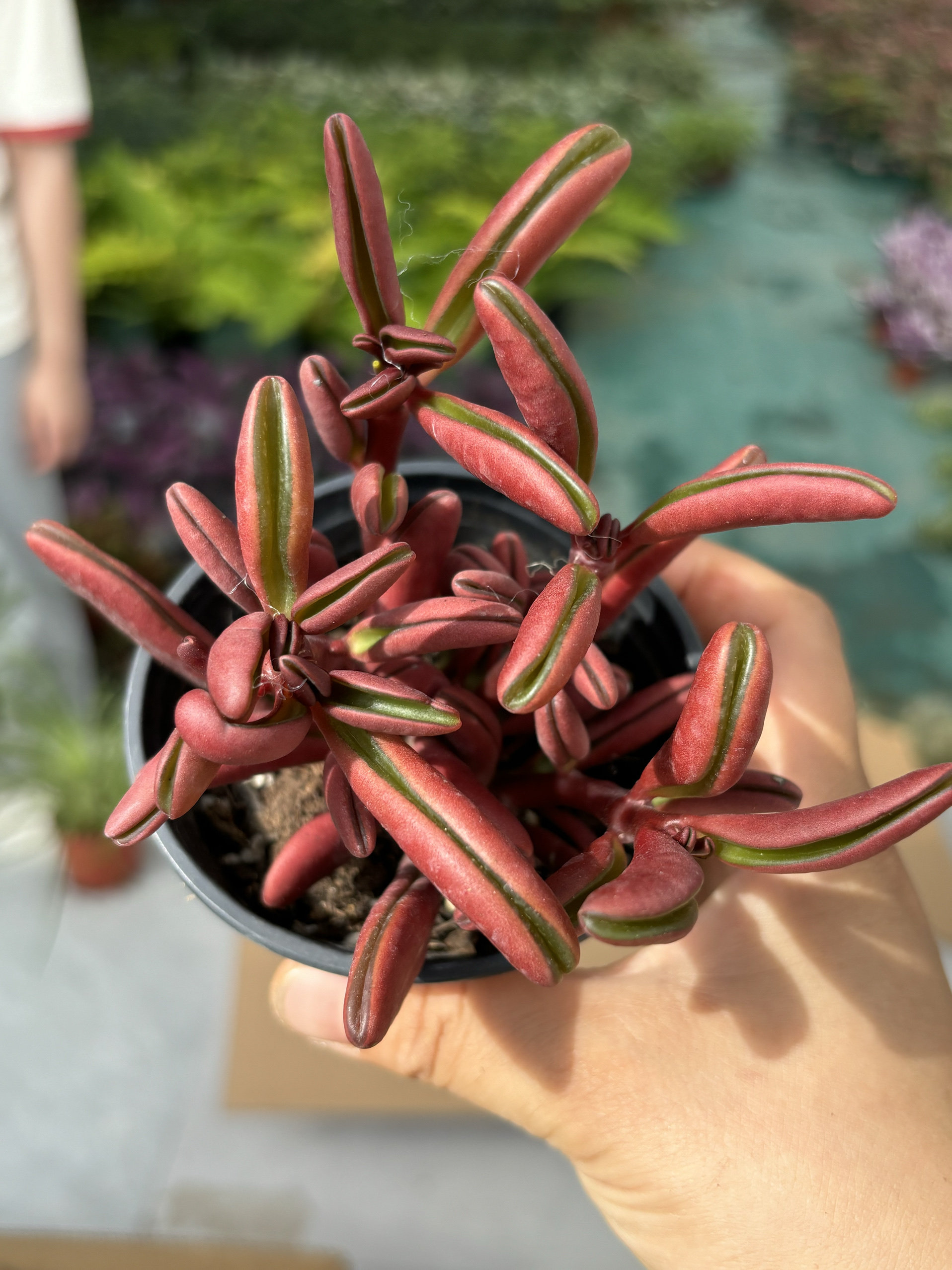 红背椒草多肉植物办公室内绿植盆栽创意耐晒耐热多年生四季常青