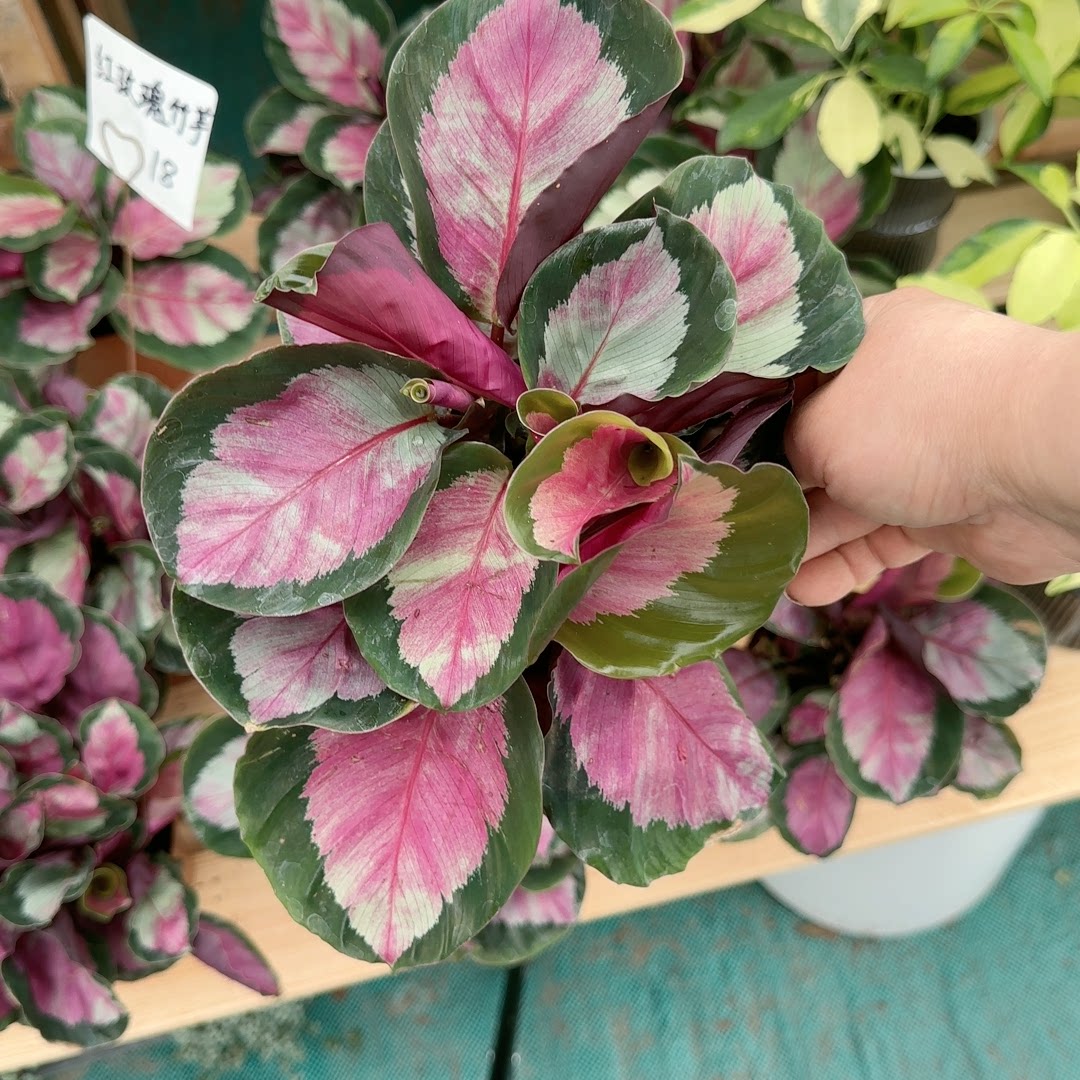 红玫瑰竹芋