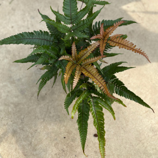 彩色凤尾蕨红色叶蕨类植物网红盆栽绿植观叶植物耐阴耐水阳台室内