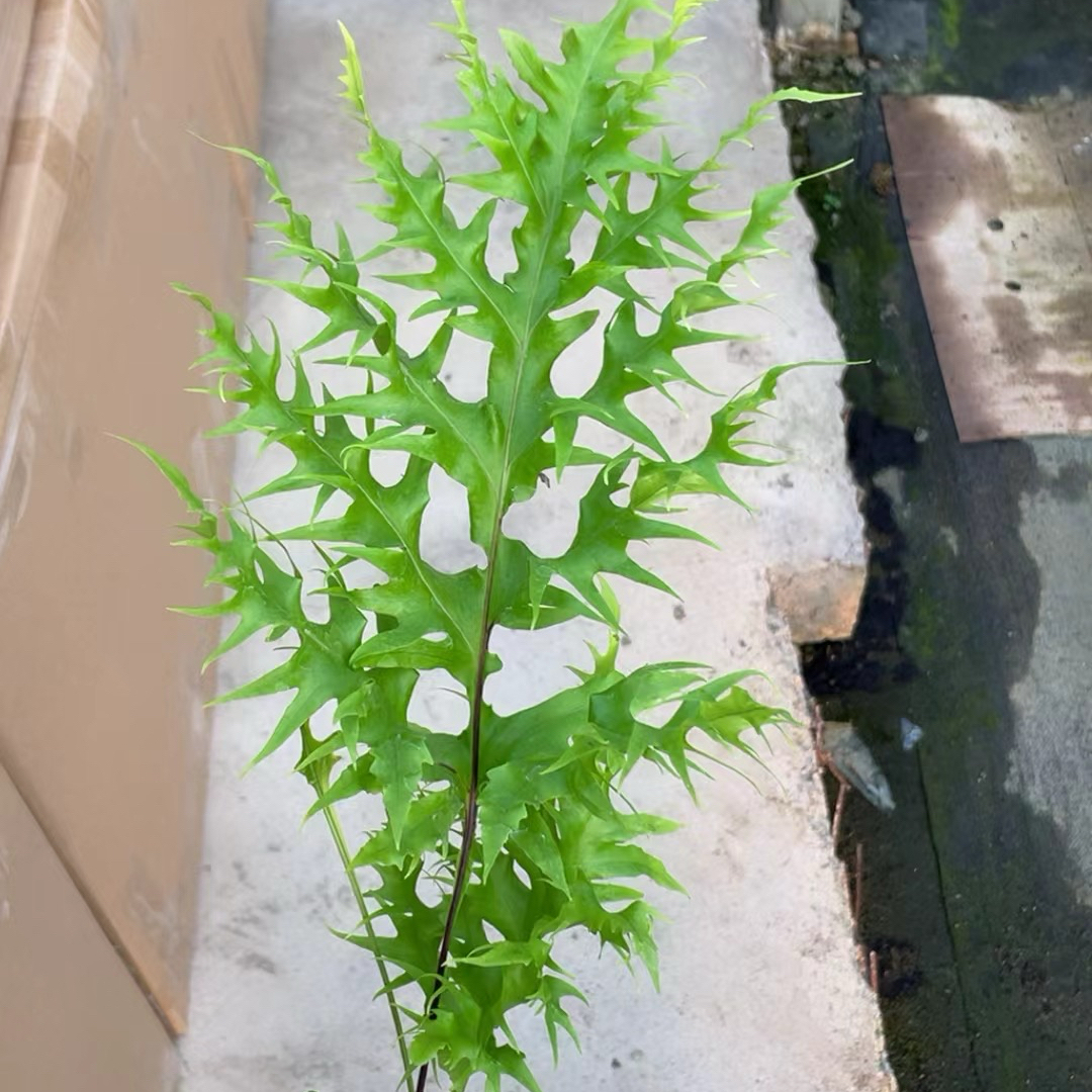 羽毛蕨泰国凤尾蕨进口稀有蕨类小盆栽绿植物室内阳台桌面净化空气