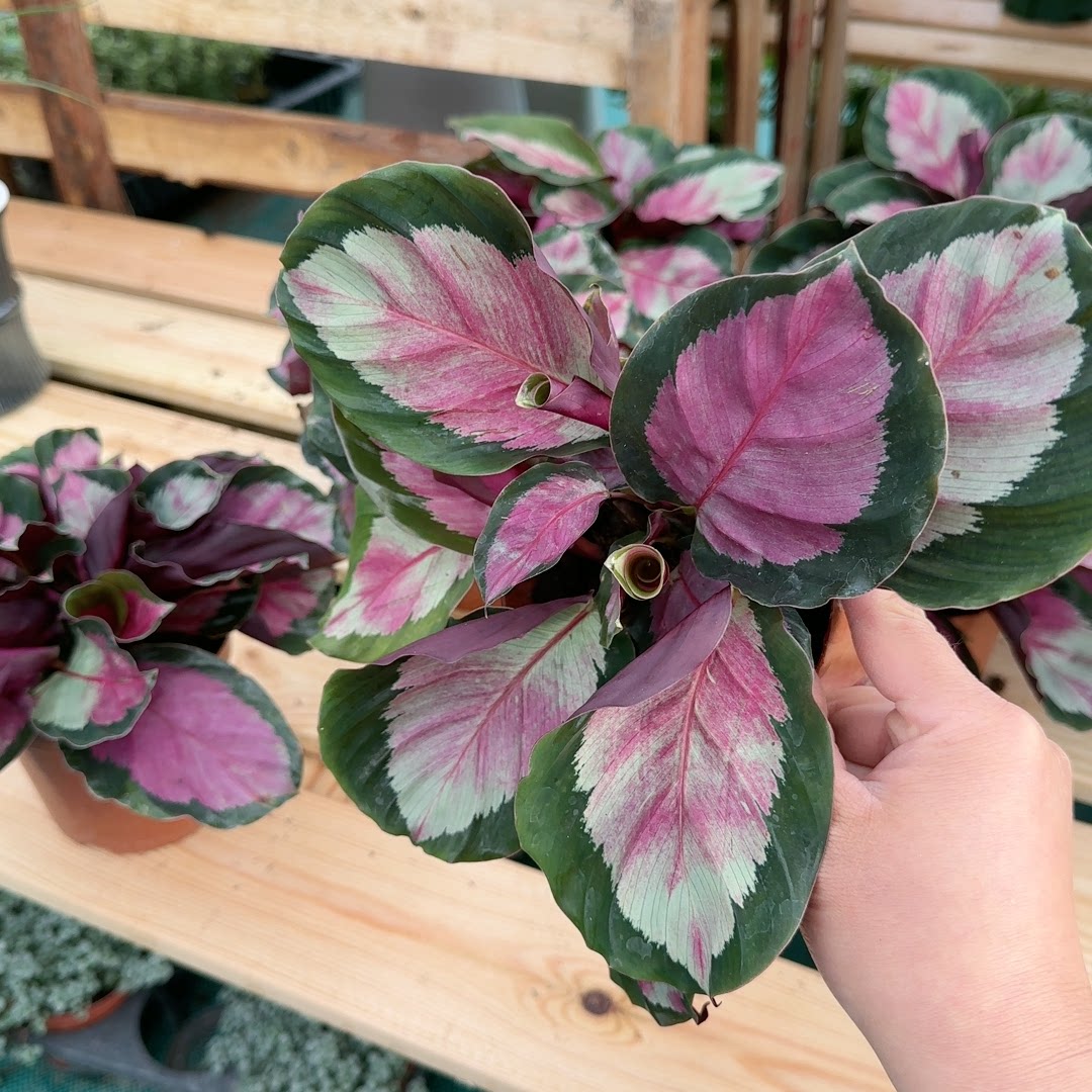 红玫瑰竹芋