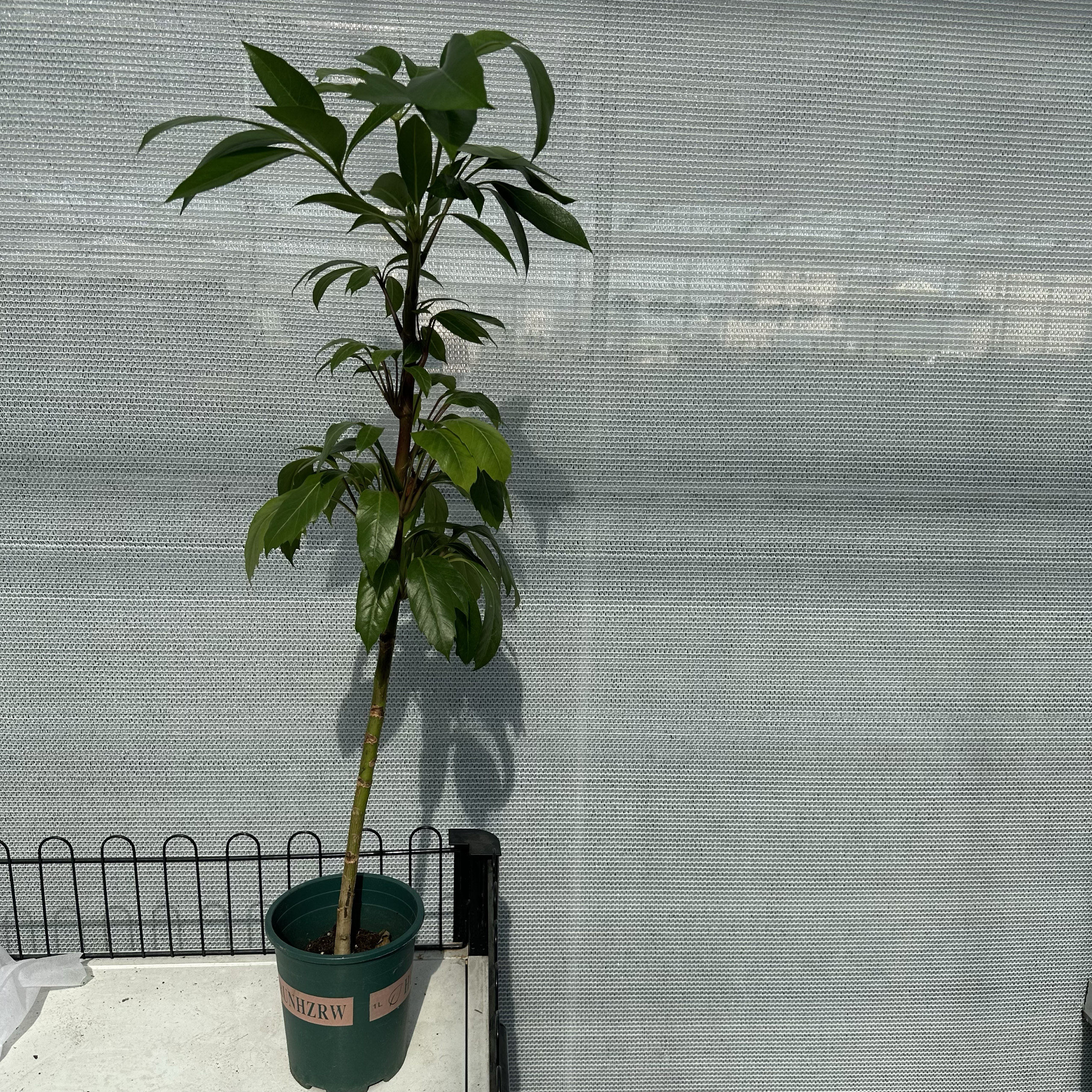 阿尔卑斯大叶伞棒棒糖室内耐阴耐湿客厅办公室四季常绿植物盆栽