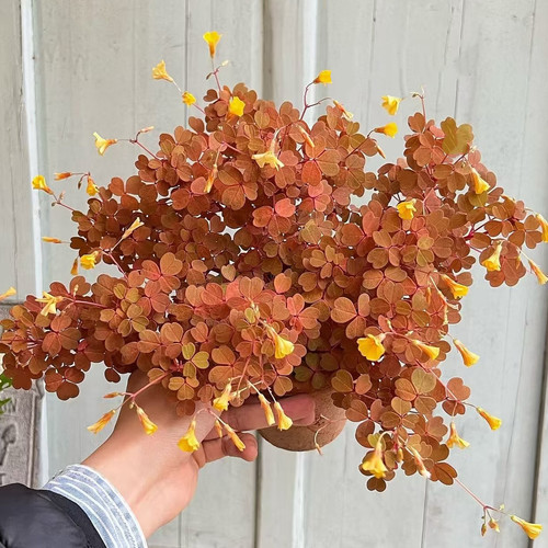 日本熔岩酢浆草彩叶盆栽多年生耐热耐寒植物观叶阳台新手易养花卉