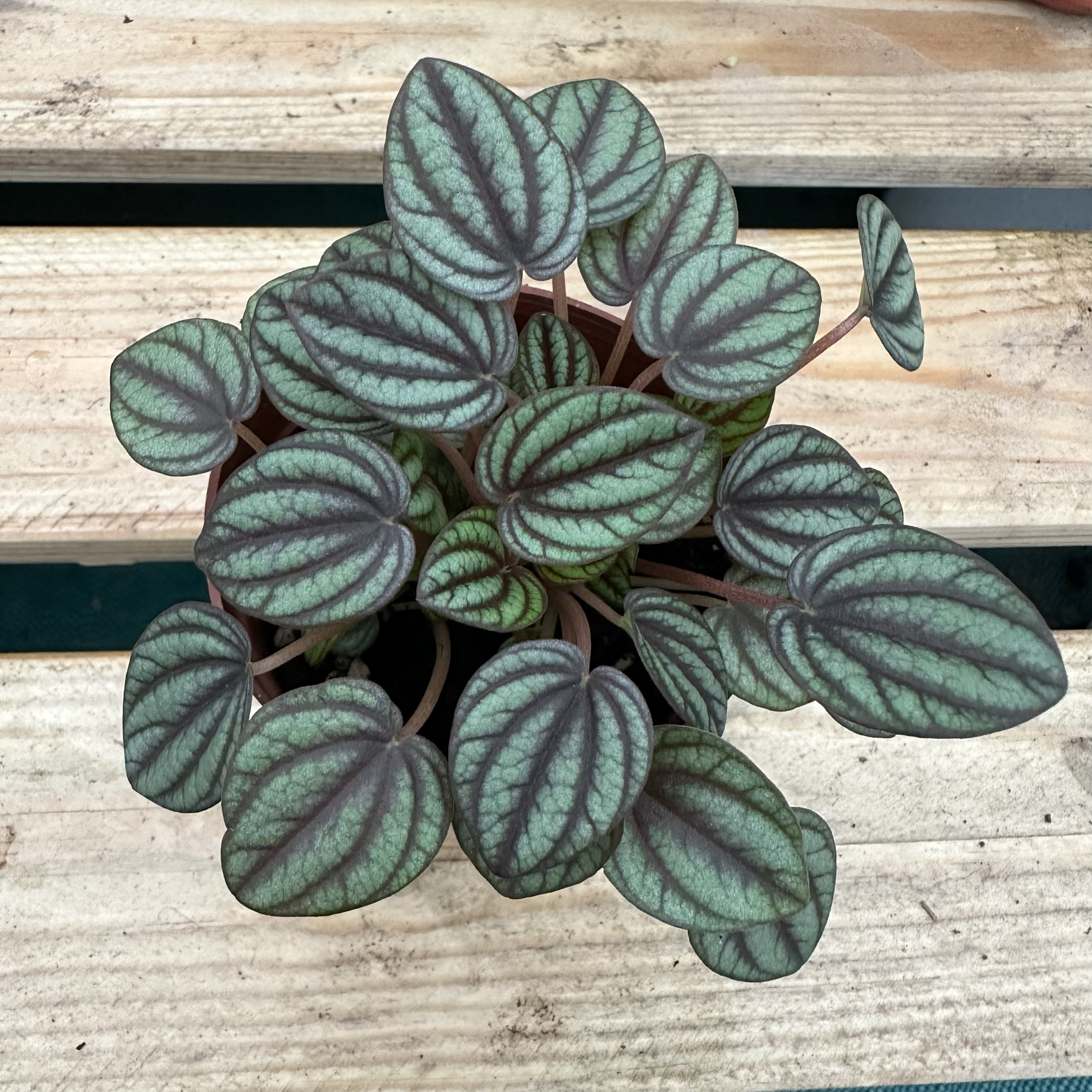 孔雀碧玉豆瓣绿椒草小盆栽植物雨林缸造景室内办公室阳台绿植图片