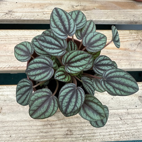 孔雀碧玉豆瓣绿椒草小盆栽植物雨林缸造景室内办公室阳台绿植