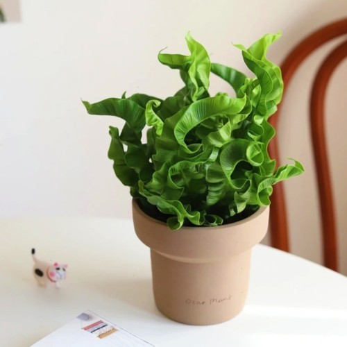 火焰鸟巢蕨耐阴耐水耐热桌面阳台室内四季常青观叶绿植物小盆栽