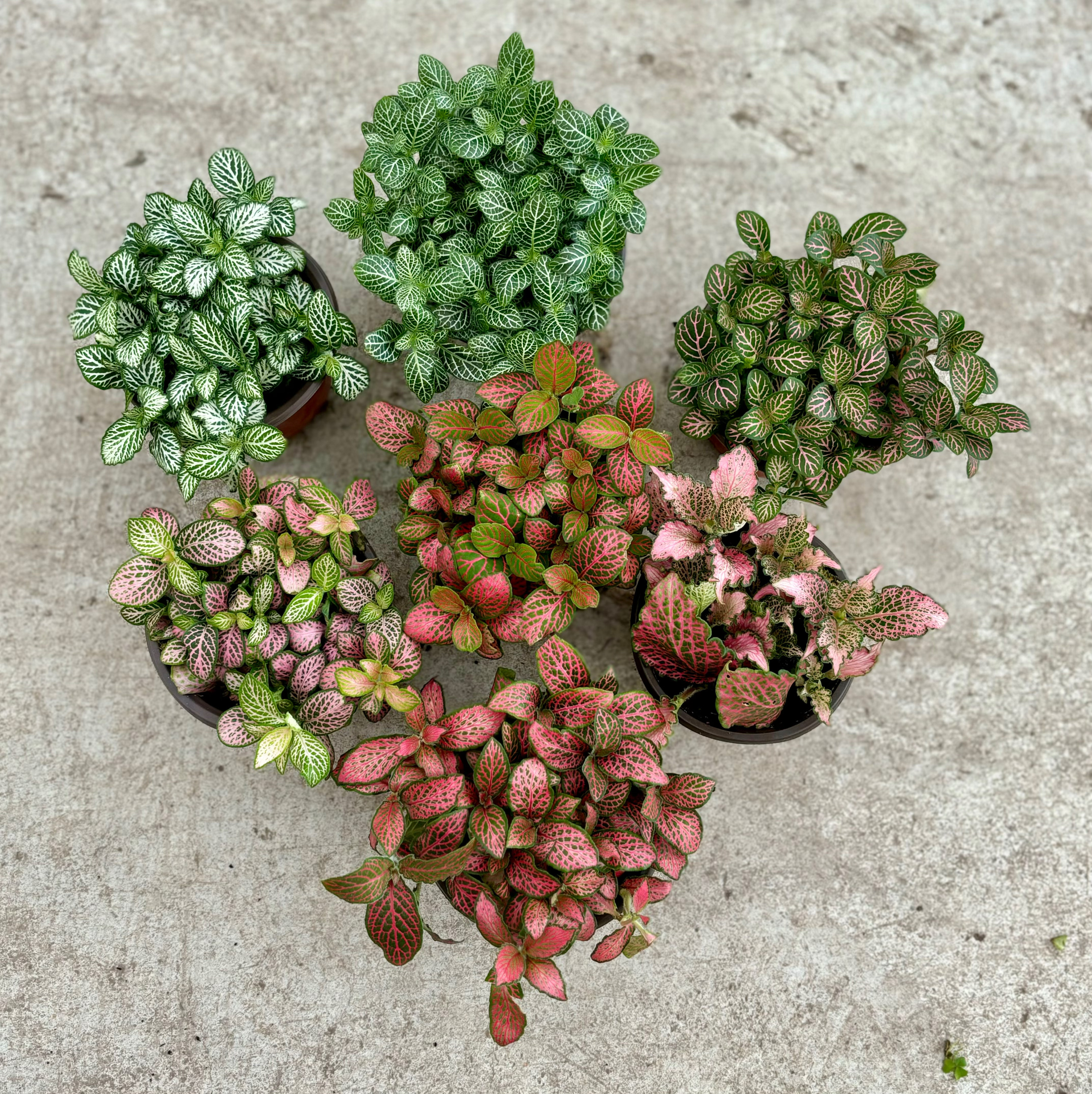 网纹草盆栽迷你小盆景水培绿植微景观花草净化空气多年生食品点缀