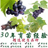 葡萄苗南方種植新品種巨峰夏黑藍寶石陽光玫瑰盆栽地栽庭院果樹苗