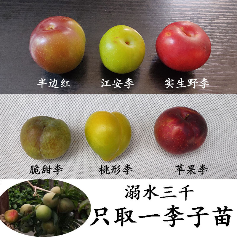 丰产甜落叶树果树苗正宗苗场直供