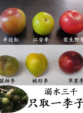 丰产甜落叶树果树苗正宗苗场直供