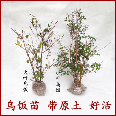 南烛树苗老桩观赏盆景阳台植物乌米饭原料带土球乌饭树苗乌饭果
