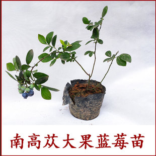 蓝莓大苗果树苗南方种植 盆栽地栽阳台果树苗正宗大果南高新品种