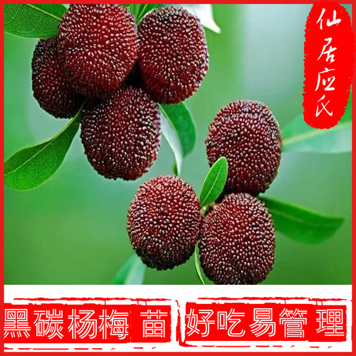 苗场直供黑碳杨梅仙居应氏常绿