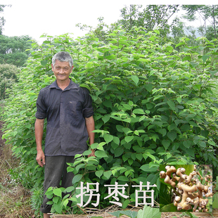 拐枣树苗南方种植试种果树苗庭院植物地栽浙江台州特大万寿果苗