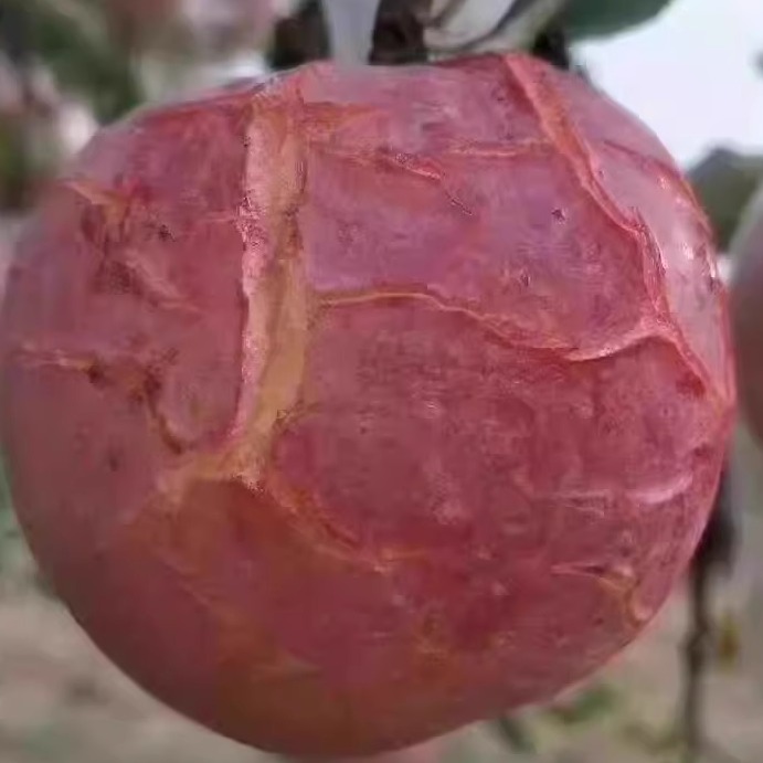 大沙河红富士现摘冰糖心整箱包邮