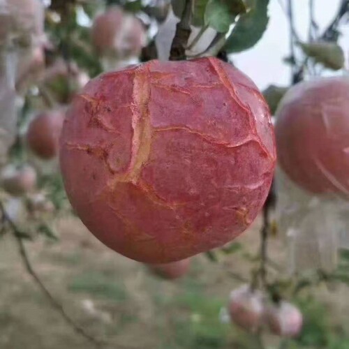 大沙河红富士丑苹果9斤24个