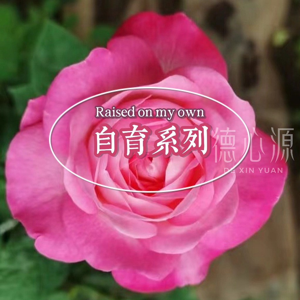 月季草莓甜甜圈 德心源自育 四季勤花灌木庭院阳台粉色盆栽花苗