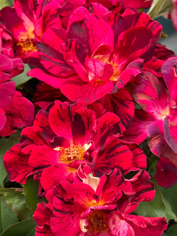 德心源自育月季水墨画 勤花灌木半重瓣条纹庭院阳台盆栽花苗