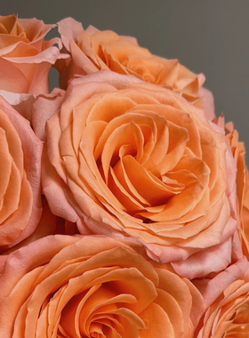 德心源引进 月季珊瑚礁Coral Reef 灌木橙色 重瓣抗寒盆栽植物