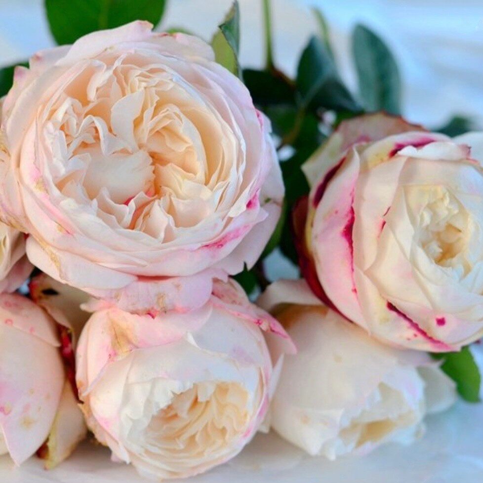 艾莲吉列|德心源 四季勤花灌木耐热耐冷多头抗病月季花苗盆栽