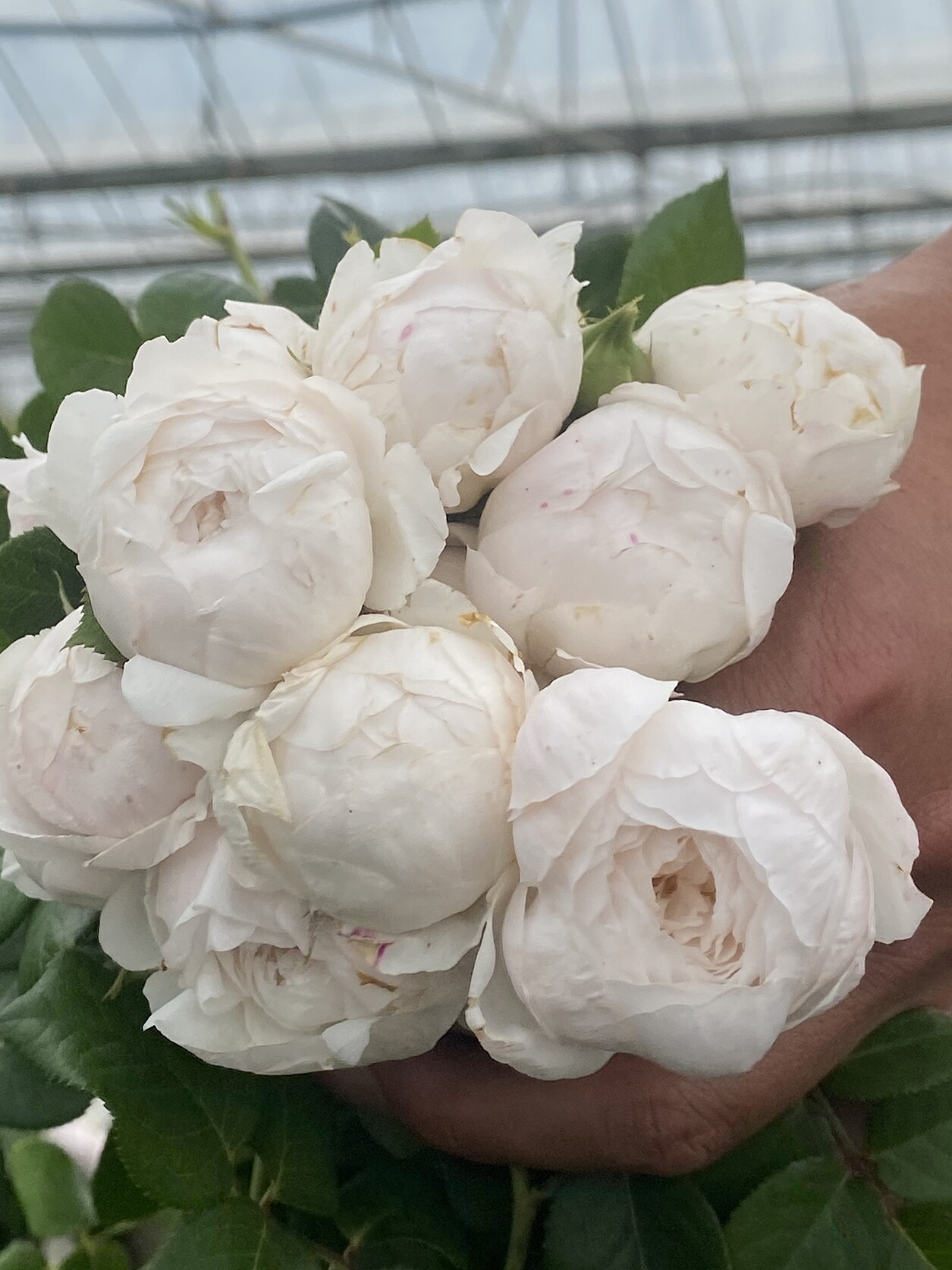 月季浣溪纱 德心源自育 四季勤花灌木庭院阳台丰花包子盆栽花苗