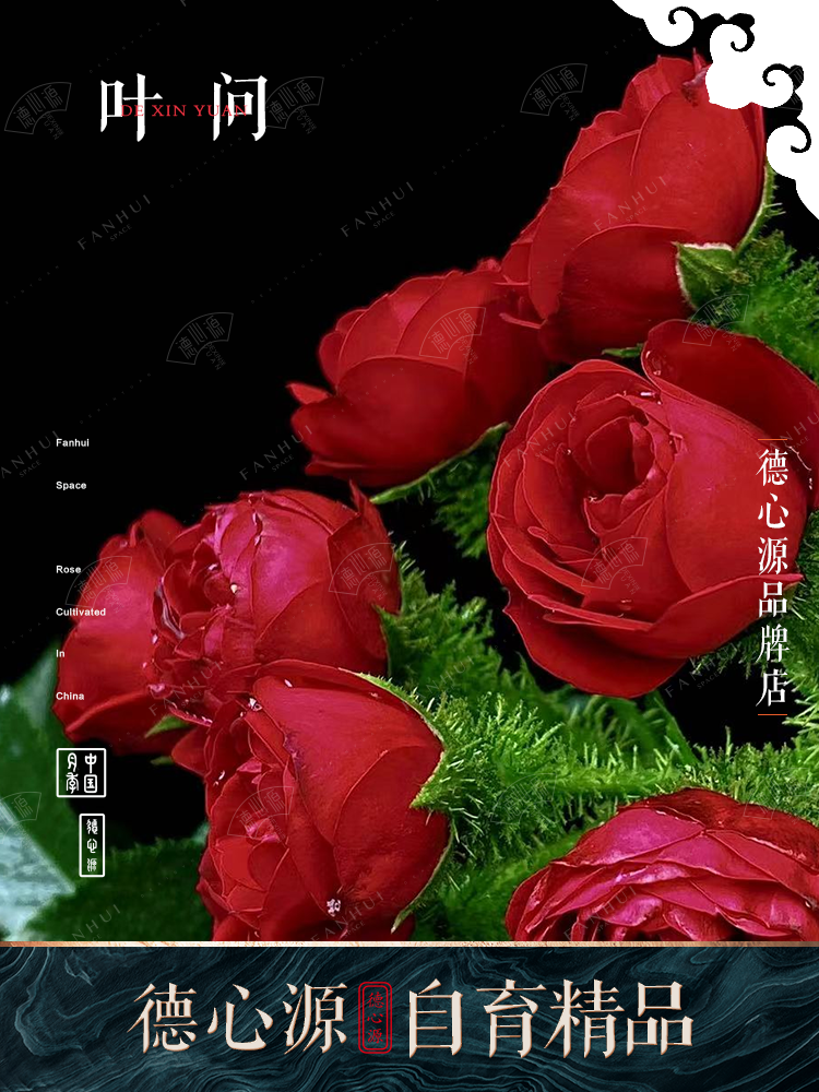 叶问 |德心源自育灌木四季勤花红色庭院阳台可食用月季盆栽花苗