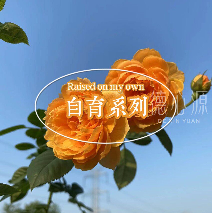 小萌鸭 || 德心源 新品自育系列 月季花苗 盆栽 丰花 勤花