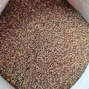 山西野生柏树籽中药材侧柏籽500克侧柏树种子包邮枕头枕芯填充物