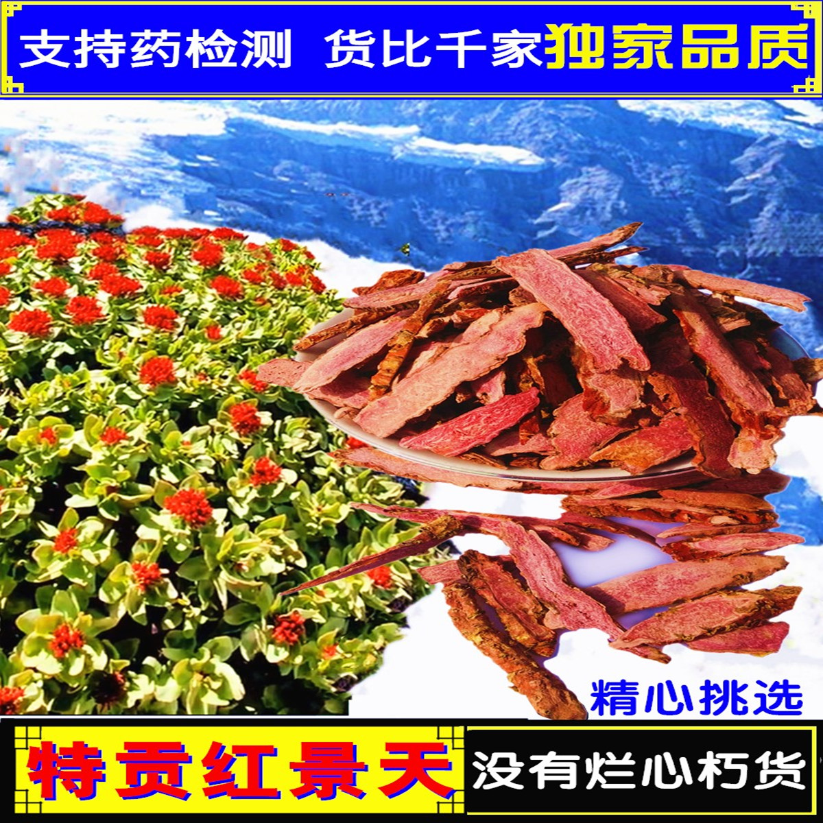 红景天西藏特贡500g玫瑰大花保鲜干片野外养生抗高反泡茶配发磨粉