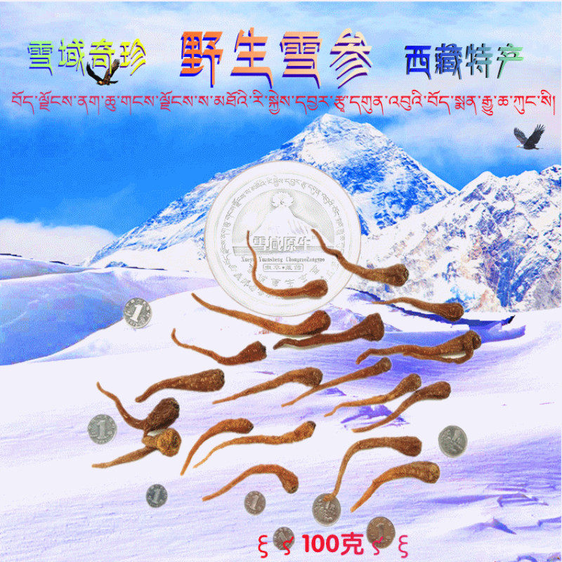雪人参100g藏雪参西藏野生中药材玉山参男女滋补汤料泡酒料可打粉