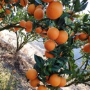 江西赣南脐橙当季 橙子水果现摘现发