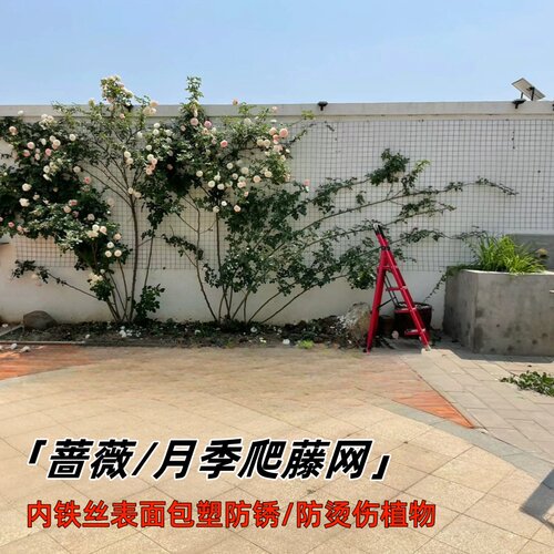 蔷薇/月季植物爬藤铁丝网