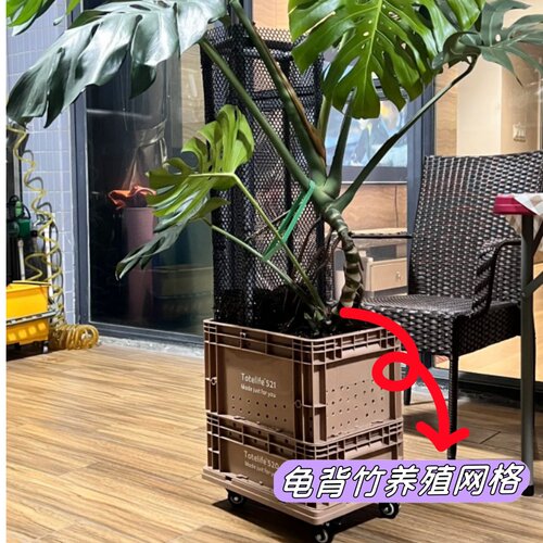 支架爬藤网植物牵引网