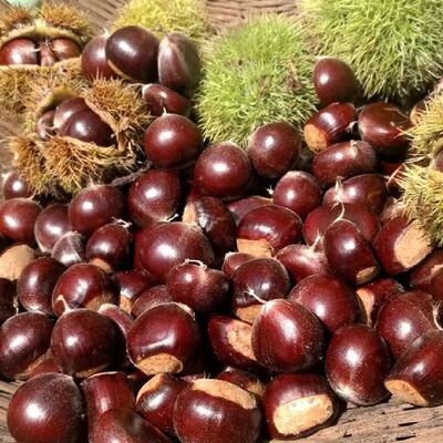 云南新鲜板栗当季鲜栗野生甜糯毛栗子现摘老树栗子