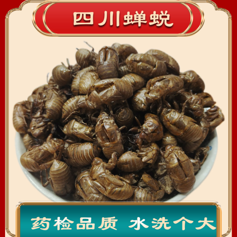 知了猴蝉蜕皮蝉壳蝉衣四川